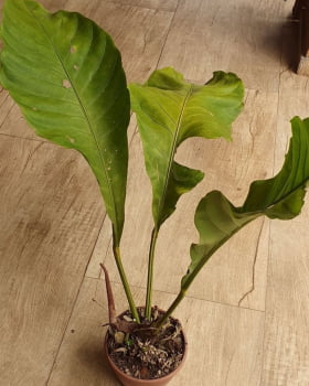 Anthurium Hookeri