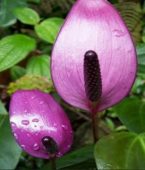 Anthurium Lavanda