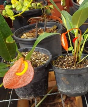Anthurium rabinho porco red 12 cm