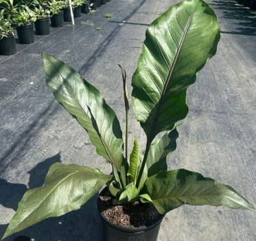 Anthurium renascice verde-20cm