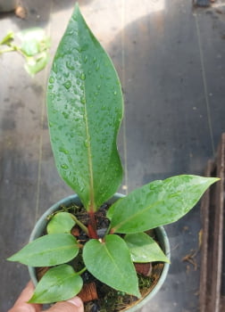 Anthurium renascice verde-20cm