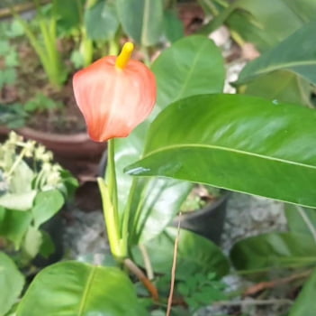 Anthurium trepadeira -muda 20cm