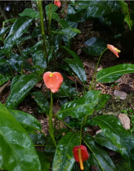 Anthurium  Vanderknaapii -  trepadeira-muda 30cm