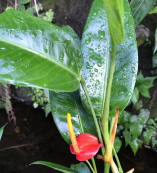 Anthurium  Vanderknaapii -  trepadeira-muda 30cm
