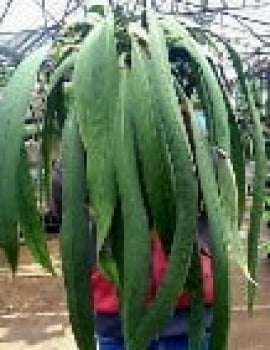 Anthurium vittalifolium-15cm - N1