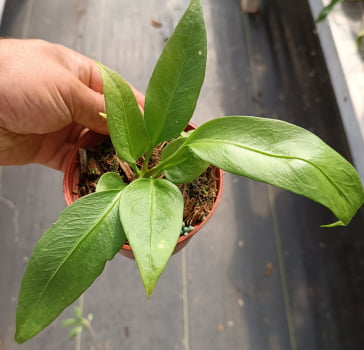 Anthurium vittalifolium-15cm - N1