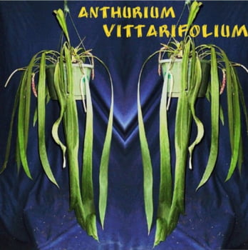 Anthurium Vittarifolium 
