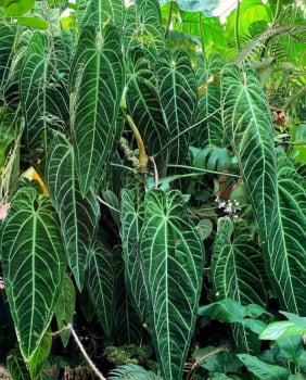 Anthurium Warocqueanum- muda jovem 25cm Anthurium Warocqueanum- muda jovem 25cm