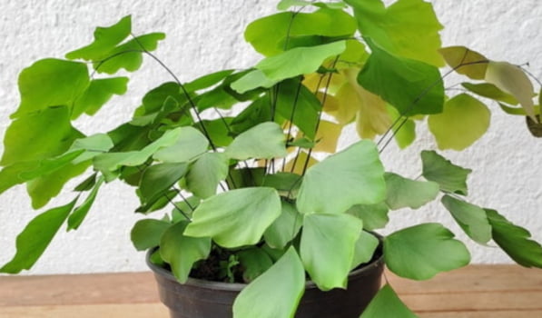 Avenca peruviana Avenca peruviana