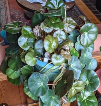 Begonia Erythrophylla -muda jovem 
