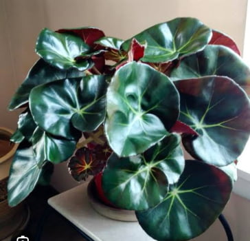 Begonia Erythrophylla -muda jovem 