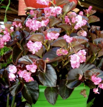 Begonia semperflores dobrada rosa 15cm 