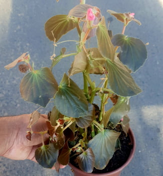 Begonia semperflores dobrada rosa 15cm 