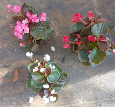 Mix de 3 Begonia Sempreflores dobrada 20cm Mix de 3 Begonia Sempreflores dobrada 20cm