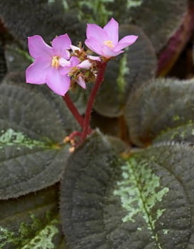 Bertolonia maculata