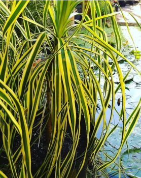 Beucarnea Recurva variegata 