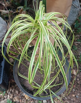 Beucarnea Golden star -muda 40cm