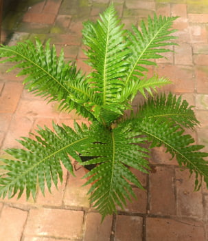 Blechnum Gibbum Silver