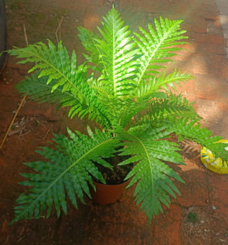 Blechnum Gibbum Silver