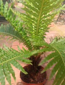 Blechnum Gibbum Silver