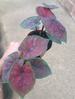 Caladium dark red Caladium dark red