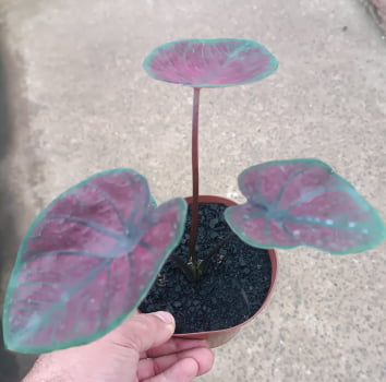 Caladium dark red