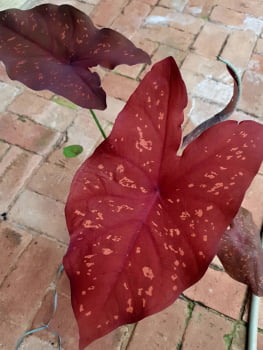 Caladium red knightii