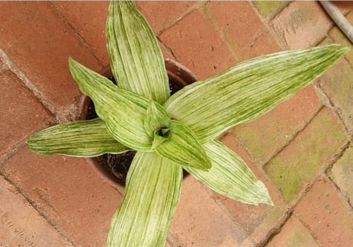 Callisia Fragans variegata 