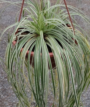 Carex feather Falls variegata 