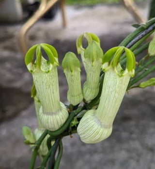 Ceropgia ampliata -30cm enraizado 