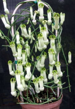 Ceropgia ampliata -30cm enraizado 