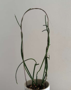 Ceropgia ampliata -30cm enraizado 