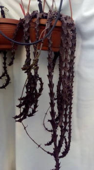 Ceropgia armandii-importada 12cm