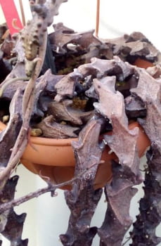 Ceropgia armandii-importada 12cm