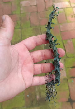 Ceropgia armandii-importada 12cm