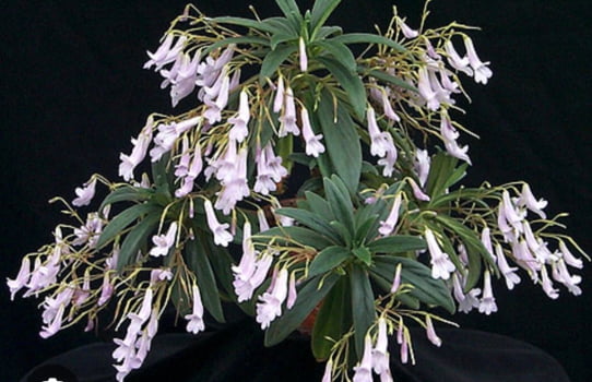 Chirita longgangensis - muda jovem 
