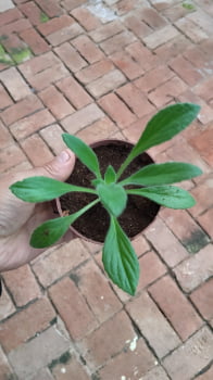 Chirita longgangensis - muda jovem 