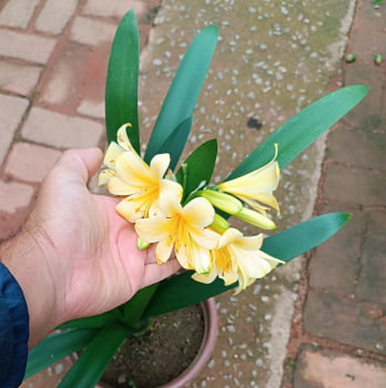 Clivia amarela já Florindo muda 40cm 