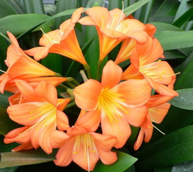 Clivia Miniata laranja escuro muda 40cm