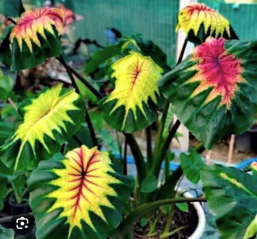 Colocasia  light pillar /muda 35cm