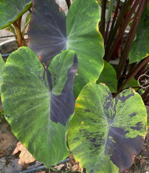 Colocasia Anubis Colocasia Anubis