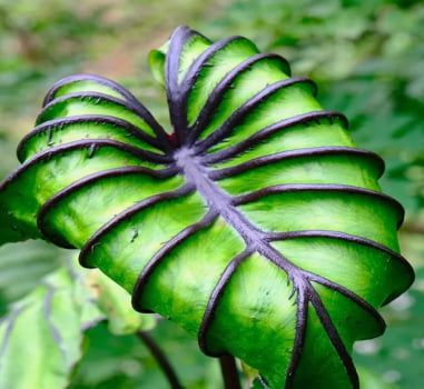 Colocasia faraó mask - muda 30cm
