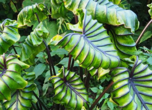 Colocasia faraó mask - muda 30cm