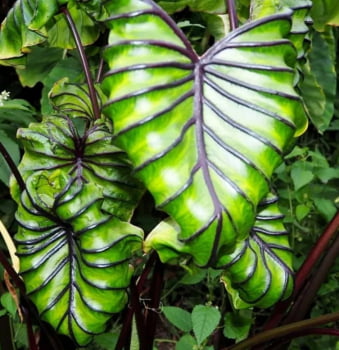 Colocasia faraó mask - muda 30cm