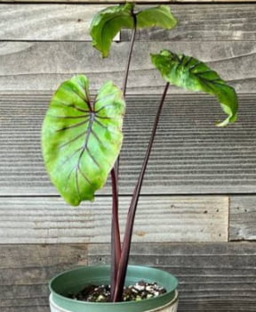 Colocasia faraó mask - muda 30cm