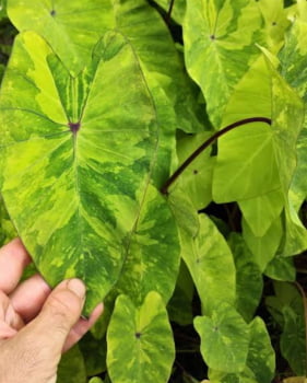 Colocasia lemon lime gecko