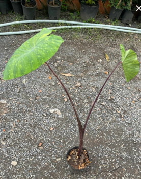 Colocasia lemon lime gecko