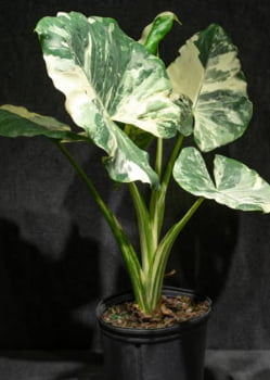 Colocasia macrorrhiza variegata