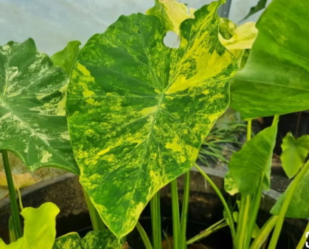 Colocasia yellon splash- muda jovem Colocasia yellon splash- muda jovem