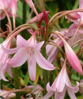 Crinus powellii rosa claro - bulbo 